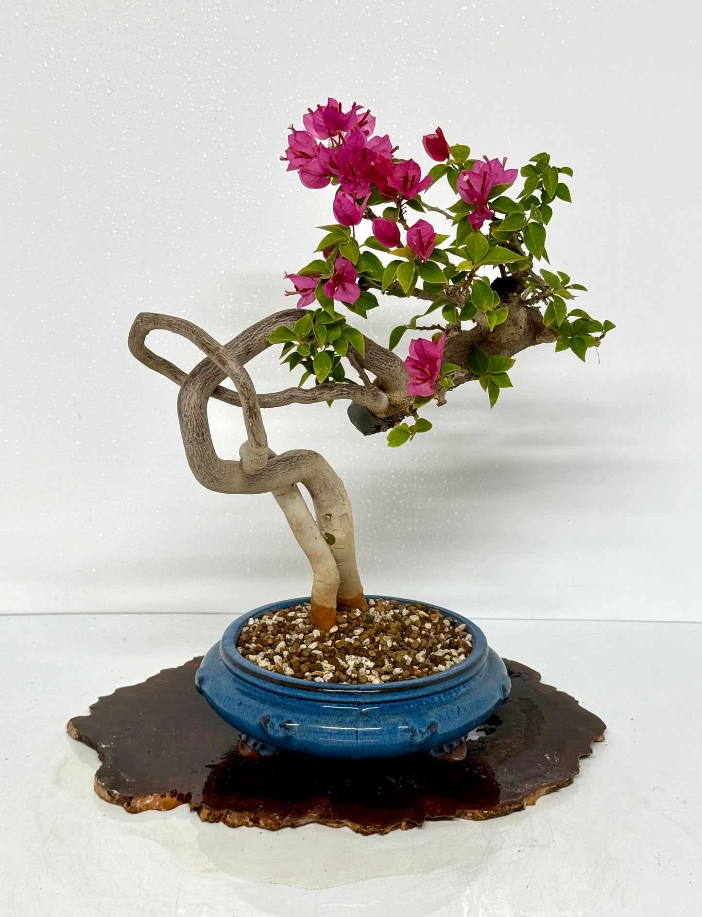 Exposed Root Style Bougainvillea Bonsai Tree - Chinese Glazed Pot - 44 cm