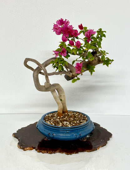 Exposed Root Style Bougainvillea Bonsai Tree - Chinese Glazed Pot - 44 cm