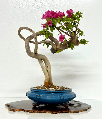Exposed Root Style Bougainvillea Bonsai Tree - Chinese Glazed Pot - 44 cm