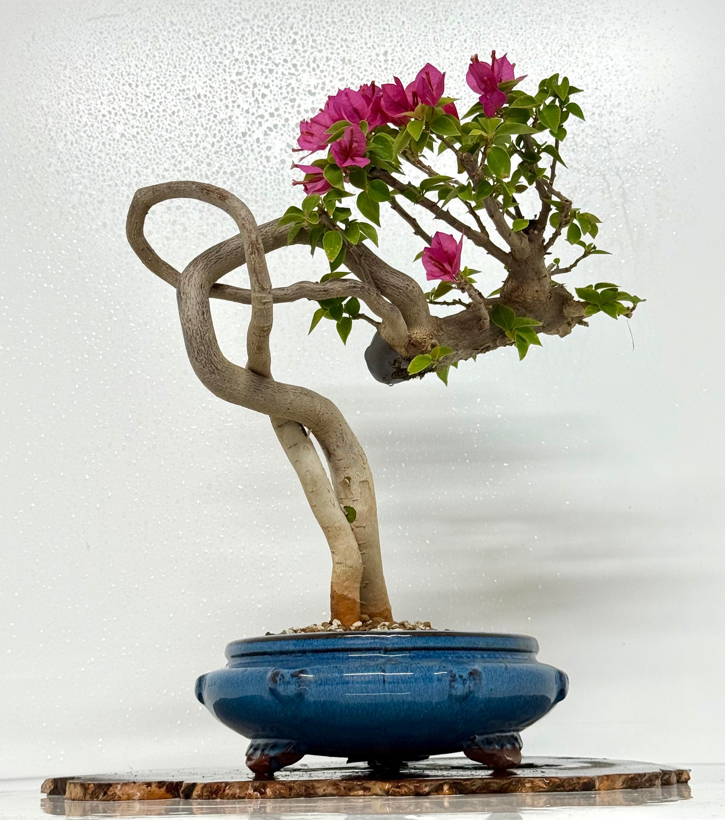 Exposed Root Style Bougainvillea Bonsai Tree - Chinese Glazed Pot - 44 cm