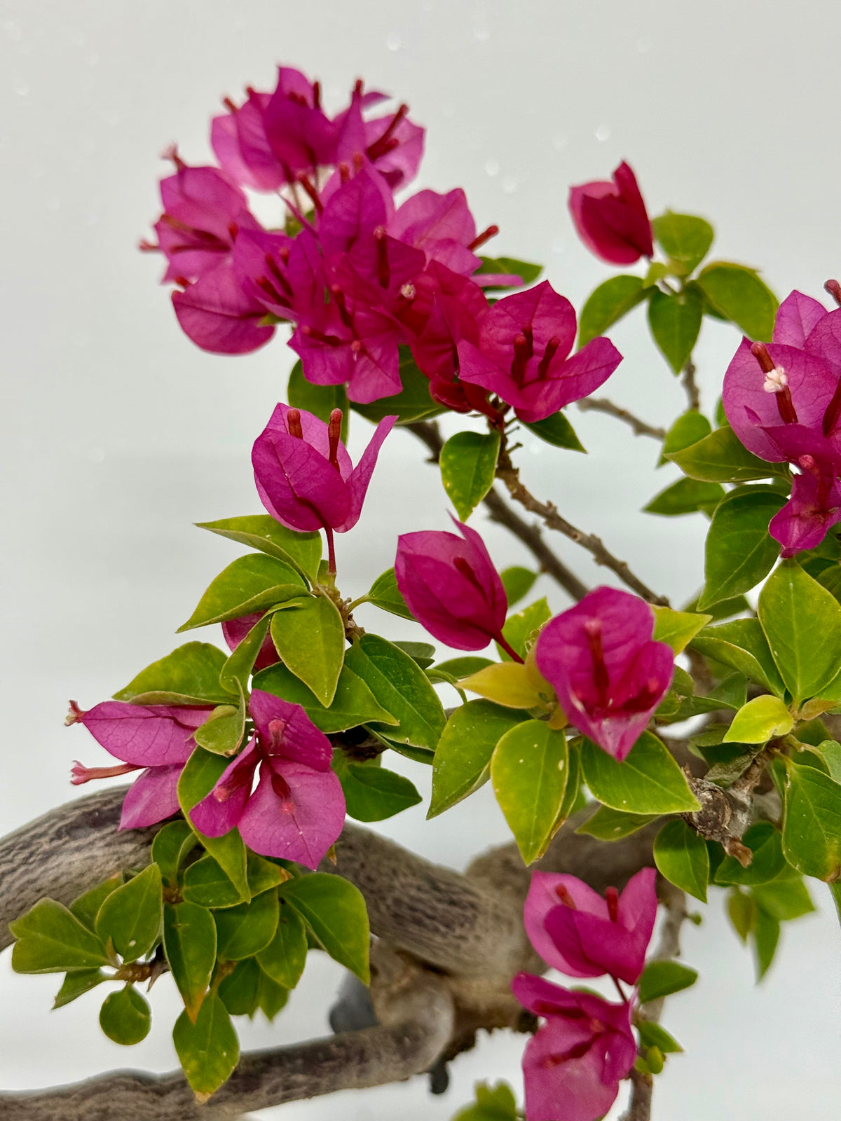 Exposed Root Style Bougainvillea Bonsai Tree - Chinese Glazed Pot - 44 cm