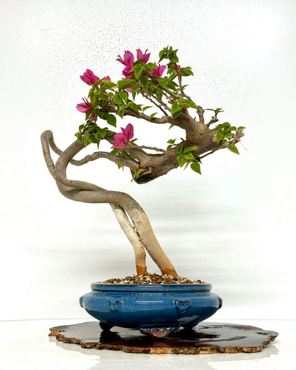 Exposed Root Style Bougainvillea Bonsai Tree - Chinese Glazed Pot - 44 cm