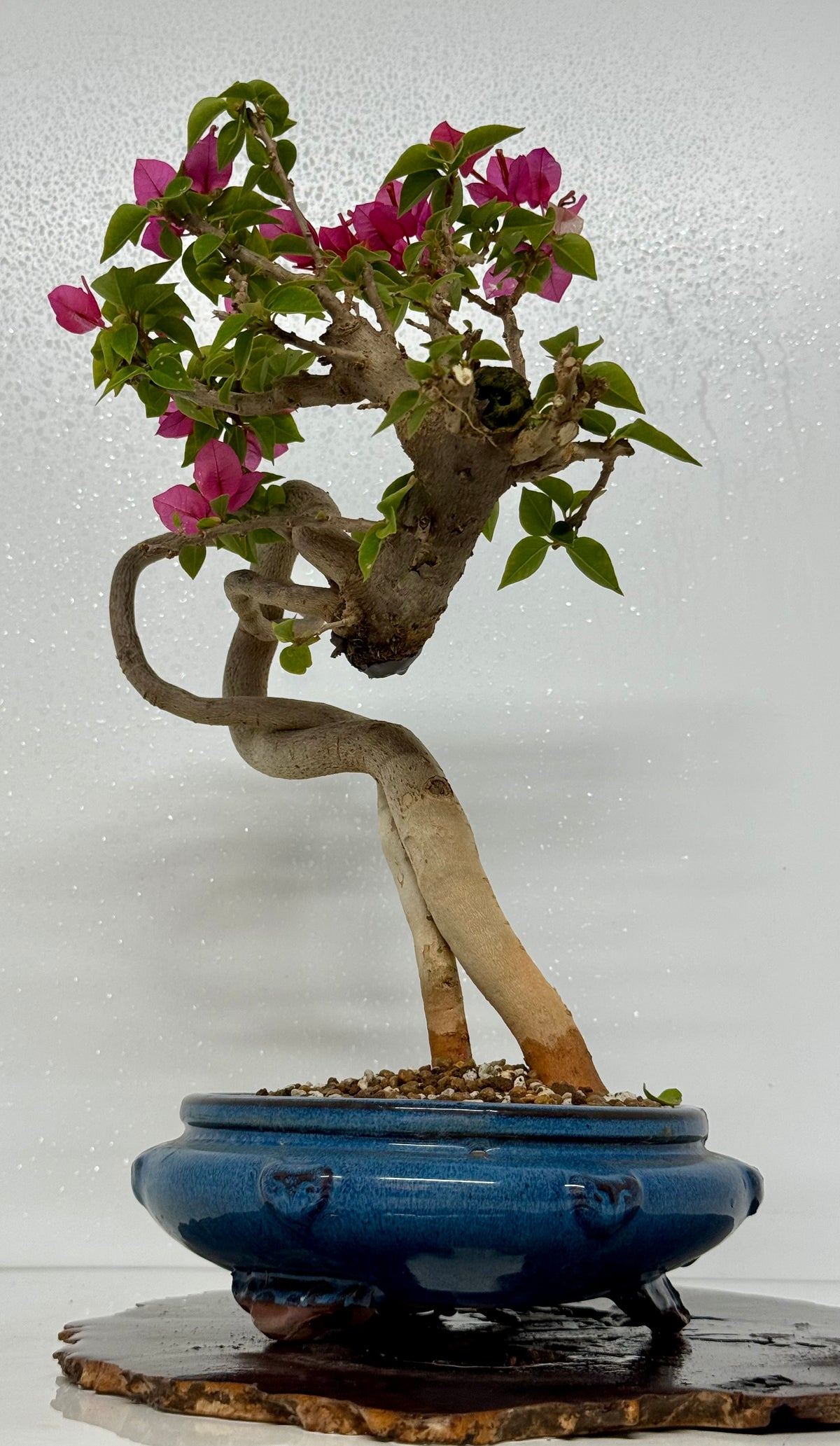 Exposed Root Style Bougainvillea Bonsai Tree - Chinese Glazed Pot - 44 cm