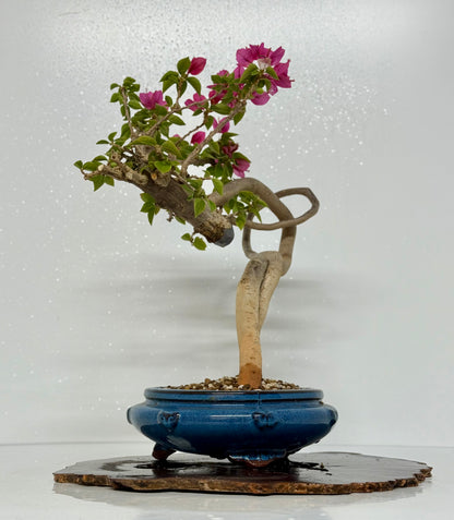 Exposed Root Style Bougainvillea Bonsai Tree - Chinese Glazed Pot - 44 cm