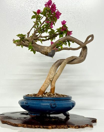 Exposed Root Style Bougainvillea Bonsai Tree - Chinese Glazed Pot - 44 cm
