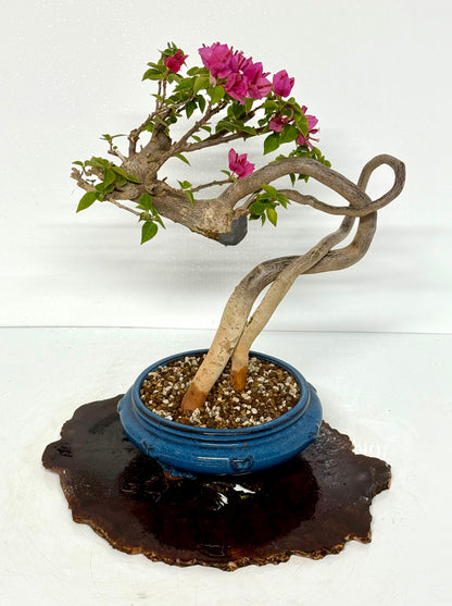 Exposed Root Style Bougainvillea Bonsai Tree - Chinese Glazed Pot - 44 cm