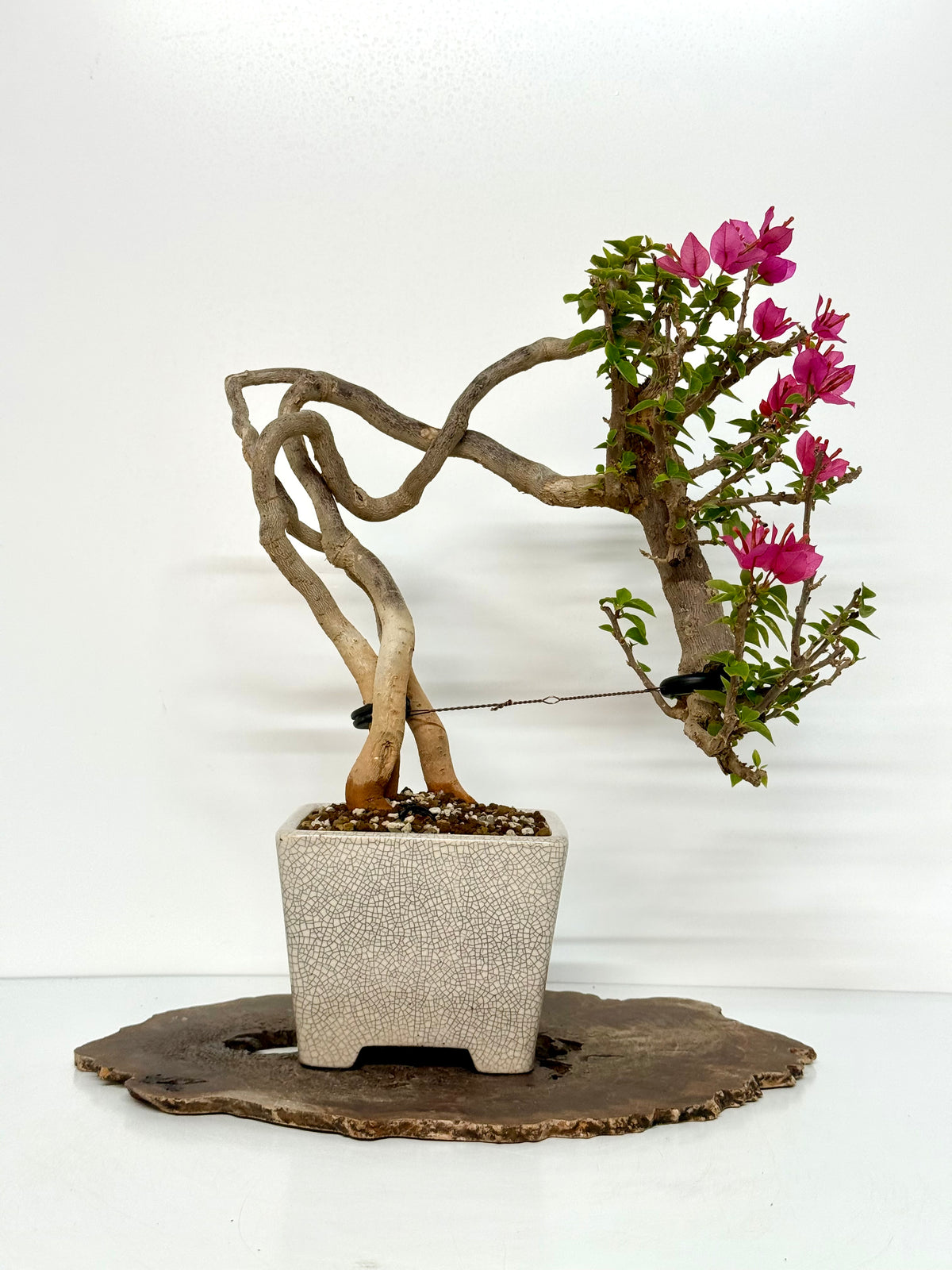 Exposed Root Style Bougainvillea Bonsai Tree - Chinese  Yixing Glazed Pot - 44 cm