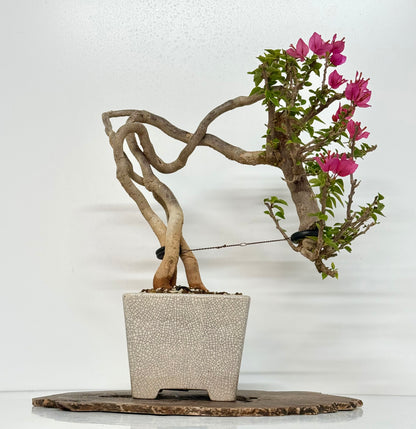 Exposed Root Style Bougainvillea Bonsai Tree - Chinese  Yixing Glazed Pot - 44 cm