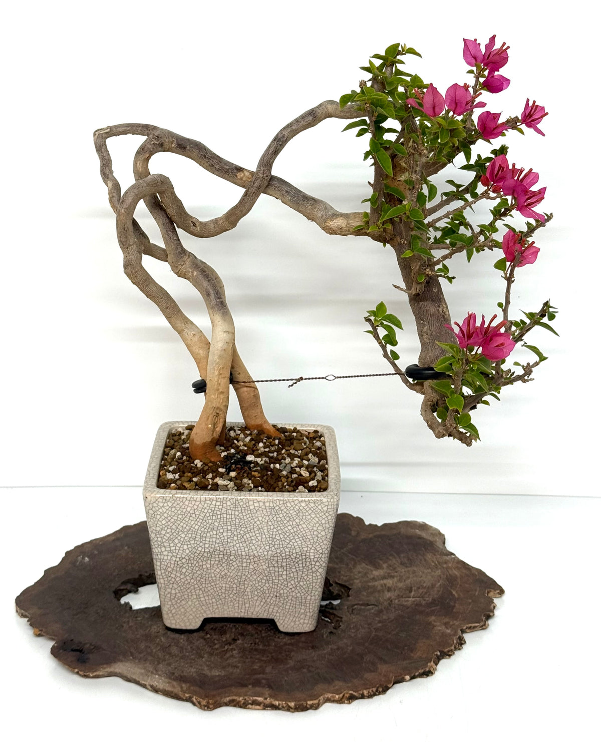 Exposed Root Style Bougainvillea Bonsai Tree - Chinese  Yixing Glazed Pot - 44 cm
