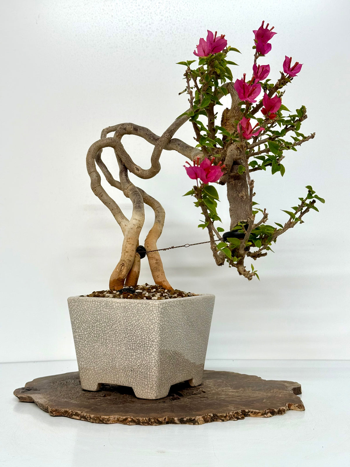 Exposed Root Style Bougainvillea Bonsai Tree - Chinese  Yixing Glazed Pot - 44 cm