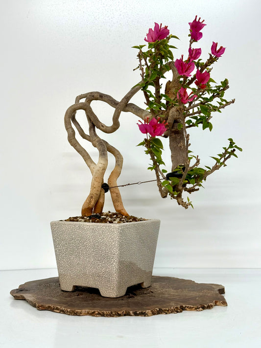Exposed Root Style Bougainvillea Bonsai Tree - Chinese  Yixing Glazed Pot - 44 cm