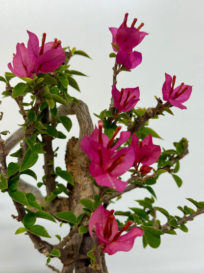 Exposed Root Style Bougainvillea Bonsai Tree - Chinese  Yixing Glazed Pot - 44 cm