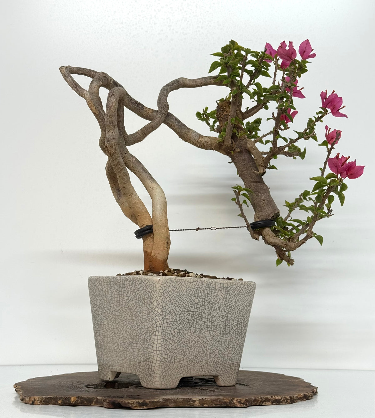 Exposed Root Style Bougainvillea Bonsai Tree - Chinese  Yixing Glazed Pot - 44 cm