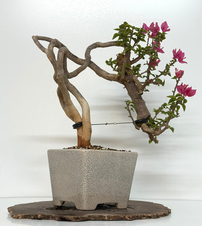 Exposed Root Style Bougainvillea Bonsai Tree - Chinese  Yixing Glazed Pot - 44 cm