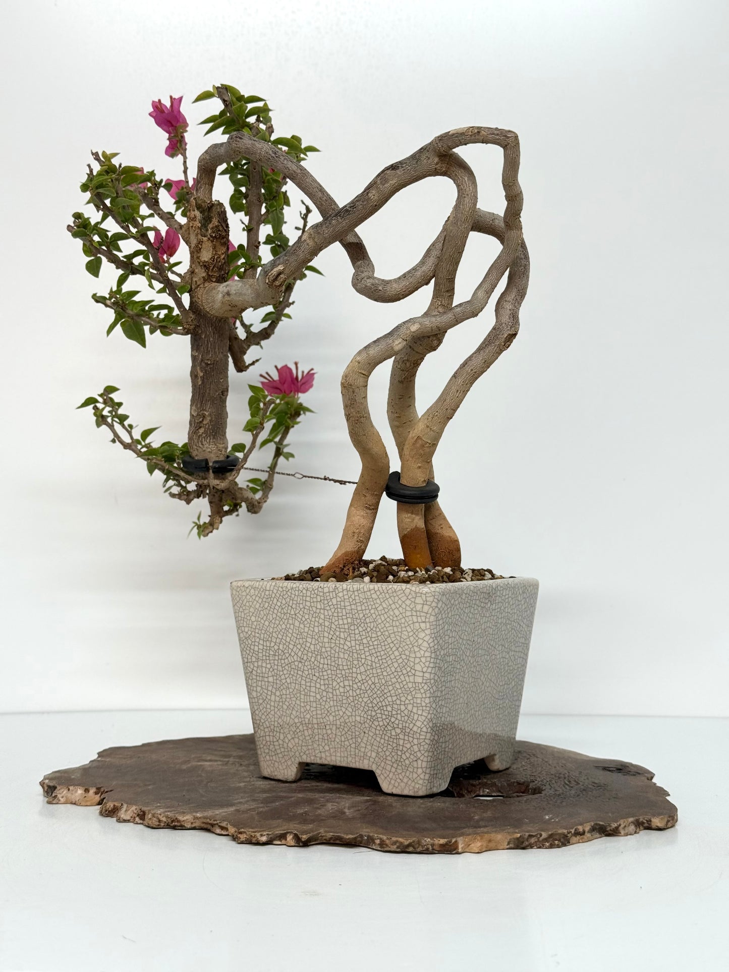 Exposed Root Style Bougainvillea Bonsai Tree - Chinese  Yixing Glazed Pot - 44 cm