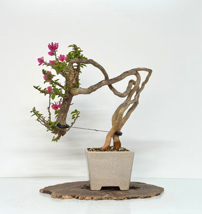 Exposed Root Style Bougainvillea Bonsai Tree - Chinese  Yixing Glazed Pot - 44 cm