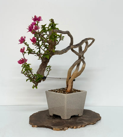 Exposed Root Style Bougainvillea Bonsai Tree - Chinese  Yixing Glazed Pot - 44 cm
