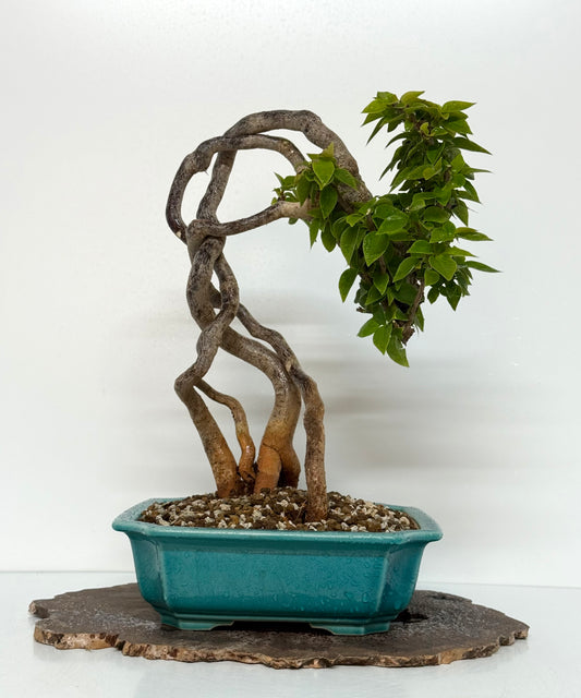 Exposed Root Style Bougainvillea Bonsai Tree - Chinese  Yixing Glazed Pot - 42 cm