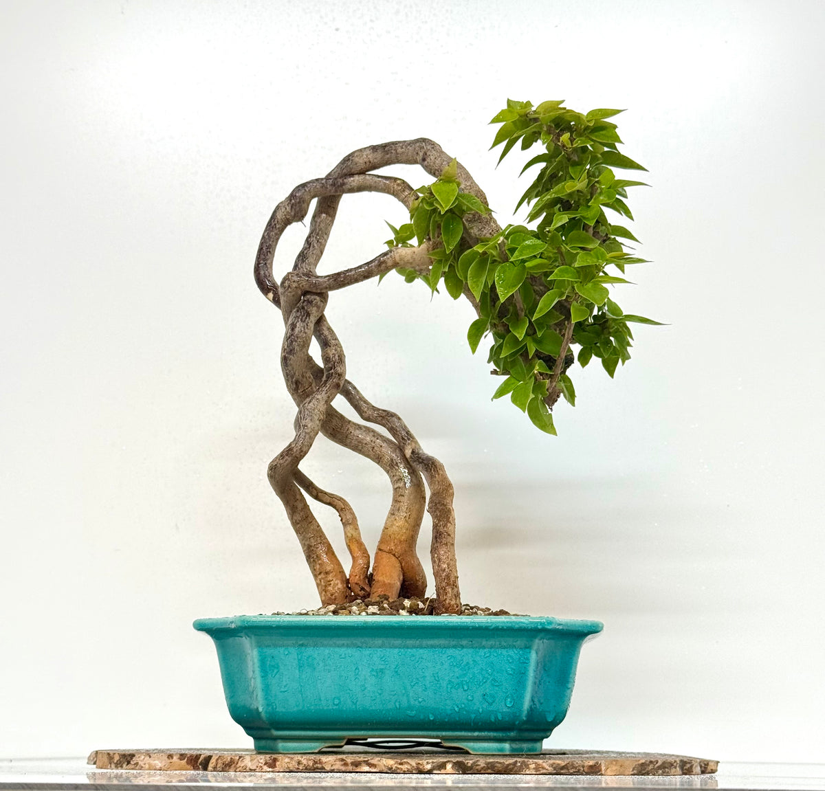 Exposed Root Style Bougainvillea Bonsai Tree - Chinese  Yixing Glazed Pot - 42 cm