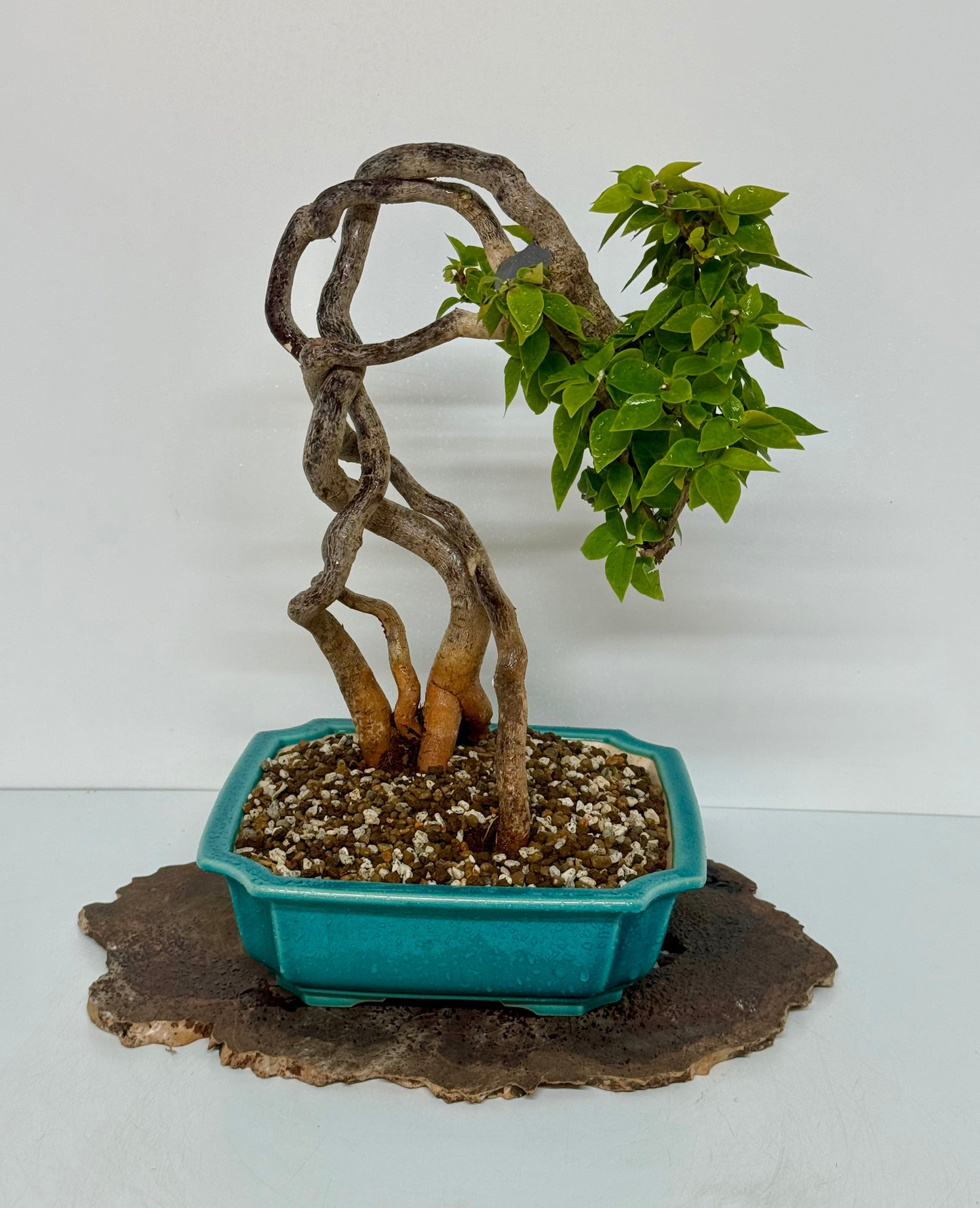Exposed Root Style Bougainvillea Bonsai Tree - Chinese  Yixing Glazed Pot - 42 cm