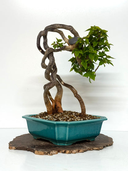 Exposed Root Style Bougainvillea Bonsai Tree - Chinese  Yixing Glazed Pot - 42 cm
