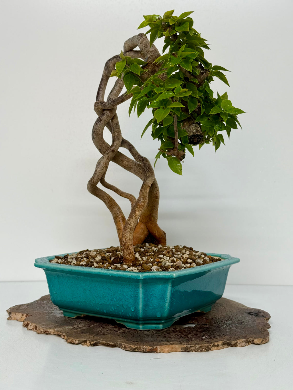 Exposed Root Style Bougainvillea Bonsai Tree - Chinese  Yixing Glazed Pot - 42 cm