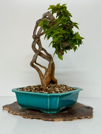 Exposed Root Style Bougainvillea Bonsai Tree - Chinese  Yixing Glazed Pot - 42 cm