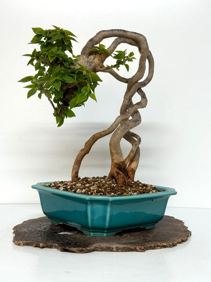 Exposed Root Style Bougainvillea Bonsai Tree - Chinese  Yixing Glazed Pot - 42 cm
