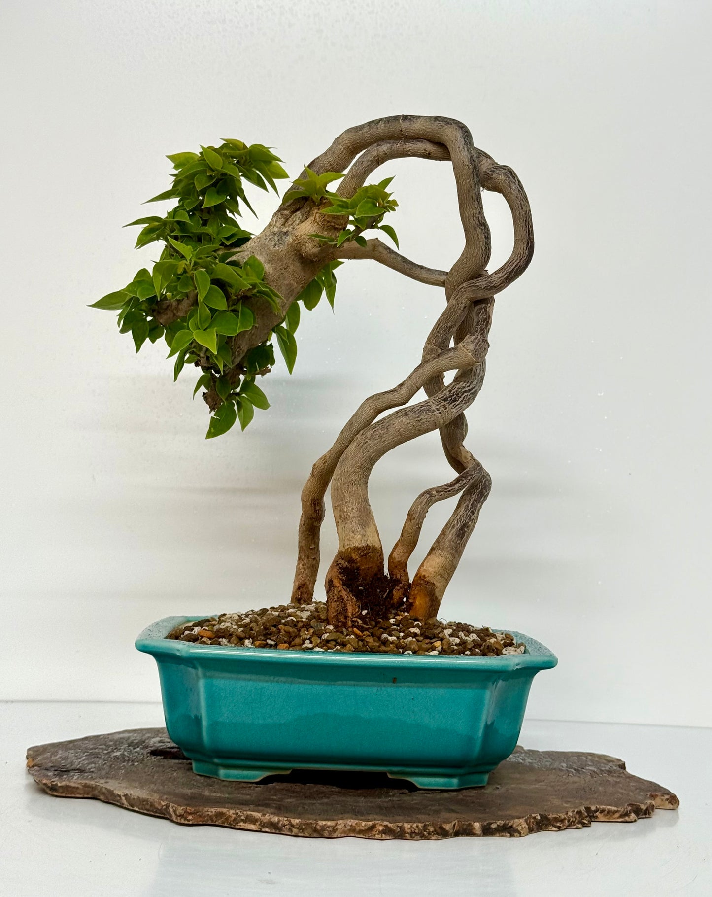 Exposed Root Style Bougainvillea Bonsai Tree - Chinese  Yixing Glazed Pot - 42 cm