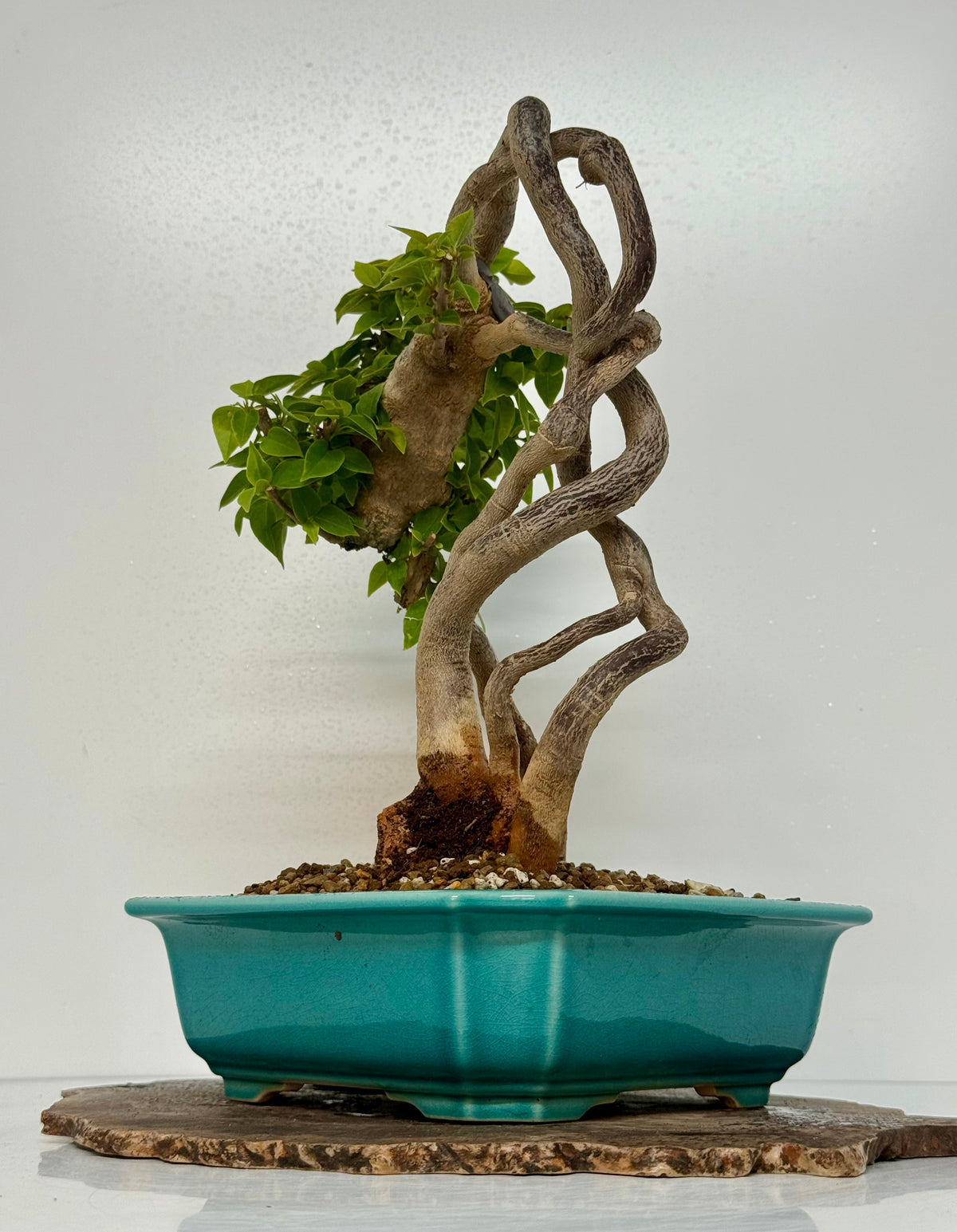 Exposed Root Style Bougainvillea Bonsai Tree - Chinese  Yixing Glazed Pot - 42 cm