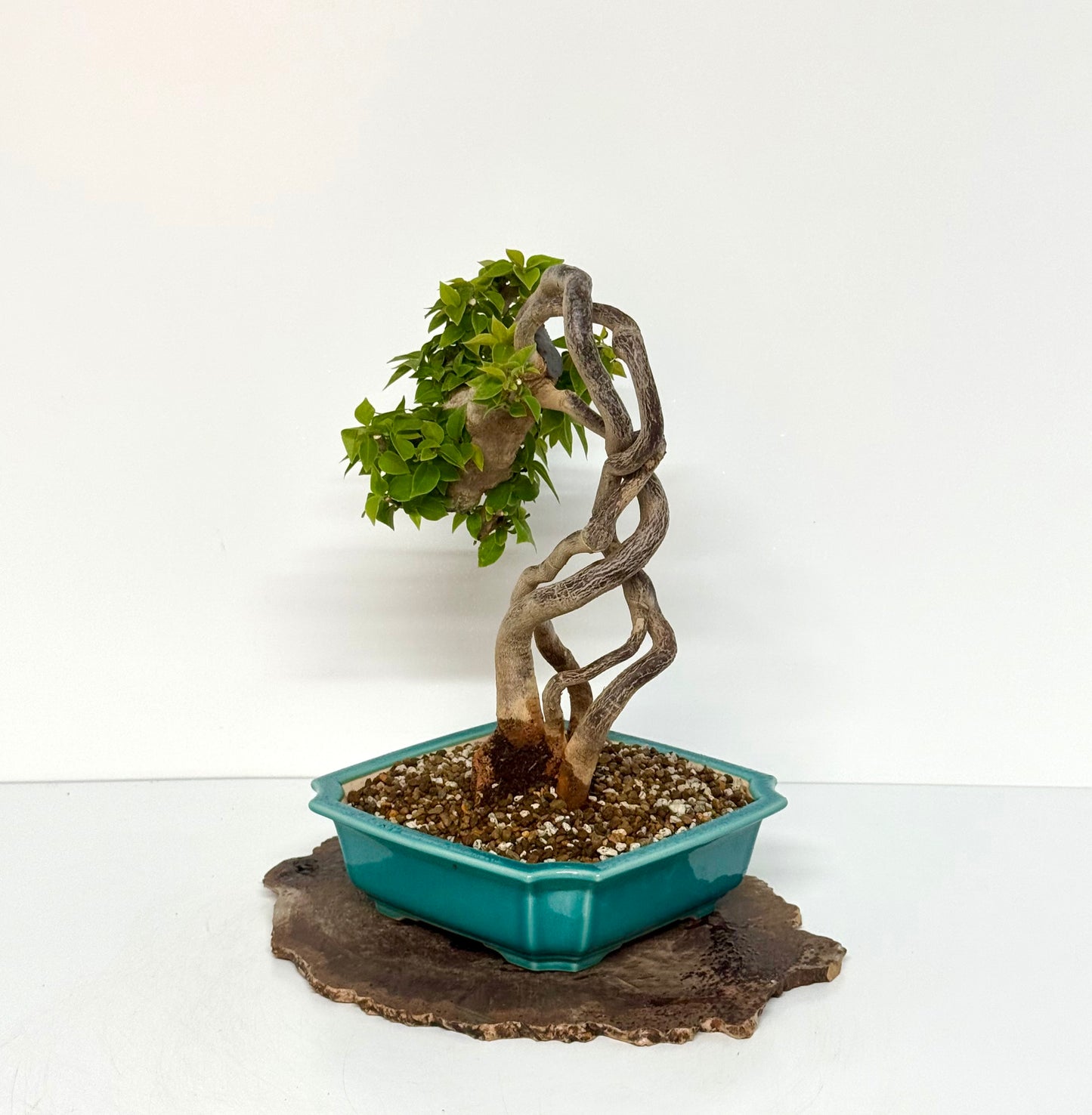 Exposed Root Style Bougainvillea Bonsai Tree - Chinese  Yixing Glazed Pot - 42 cm