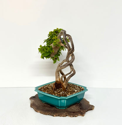 Exposed Root Style Bougainvillea Bonsai Tree - Chinese  Yixing Glazed Pot - 42 cm