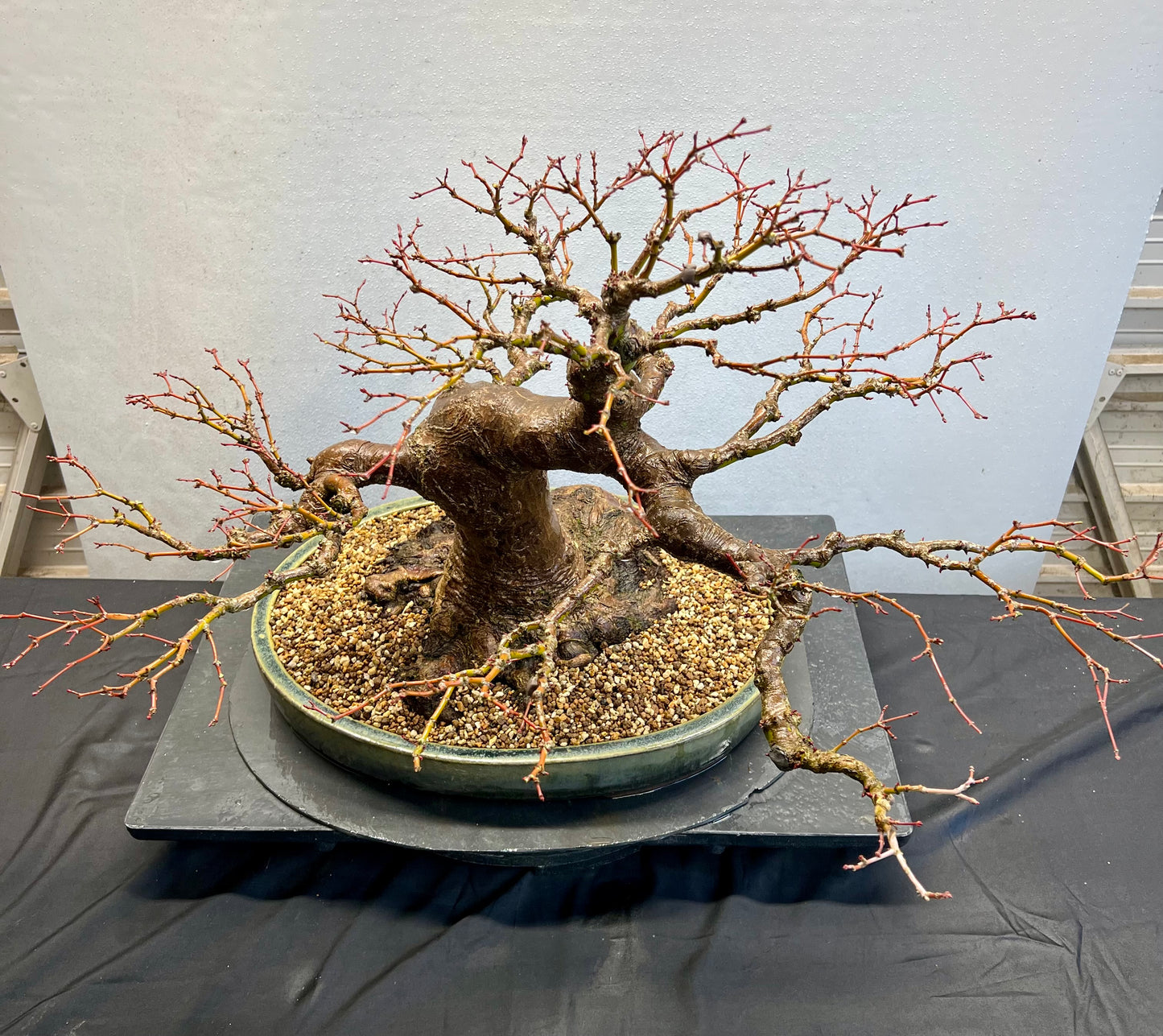 Acer Palmatum - Mountain Maple