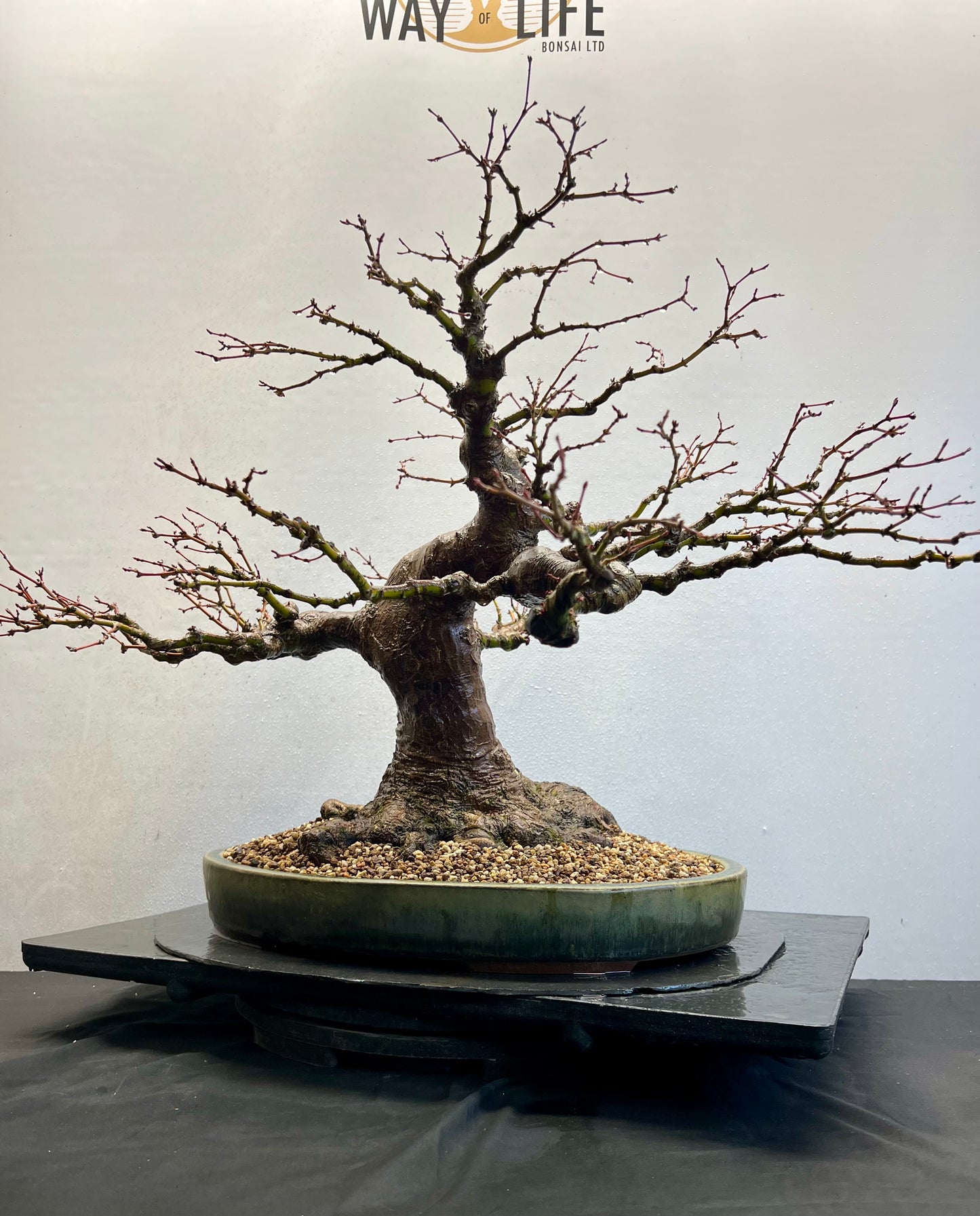 Acer Palmatum - Mountain Maple