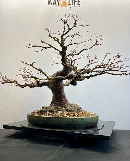Acer Palmatum - Mountain Maple