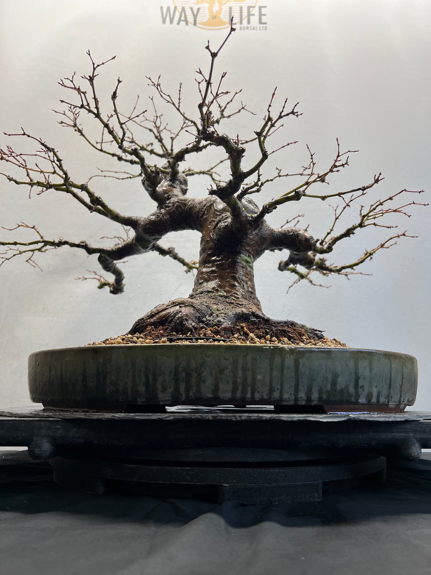 Acer Palmatum - Mountain Maple