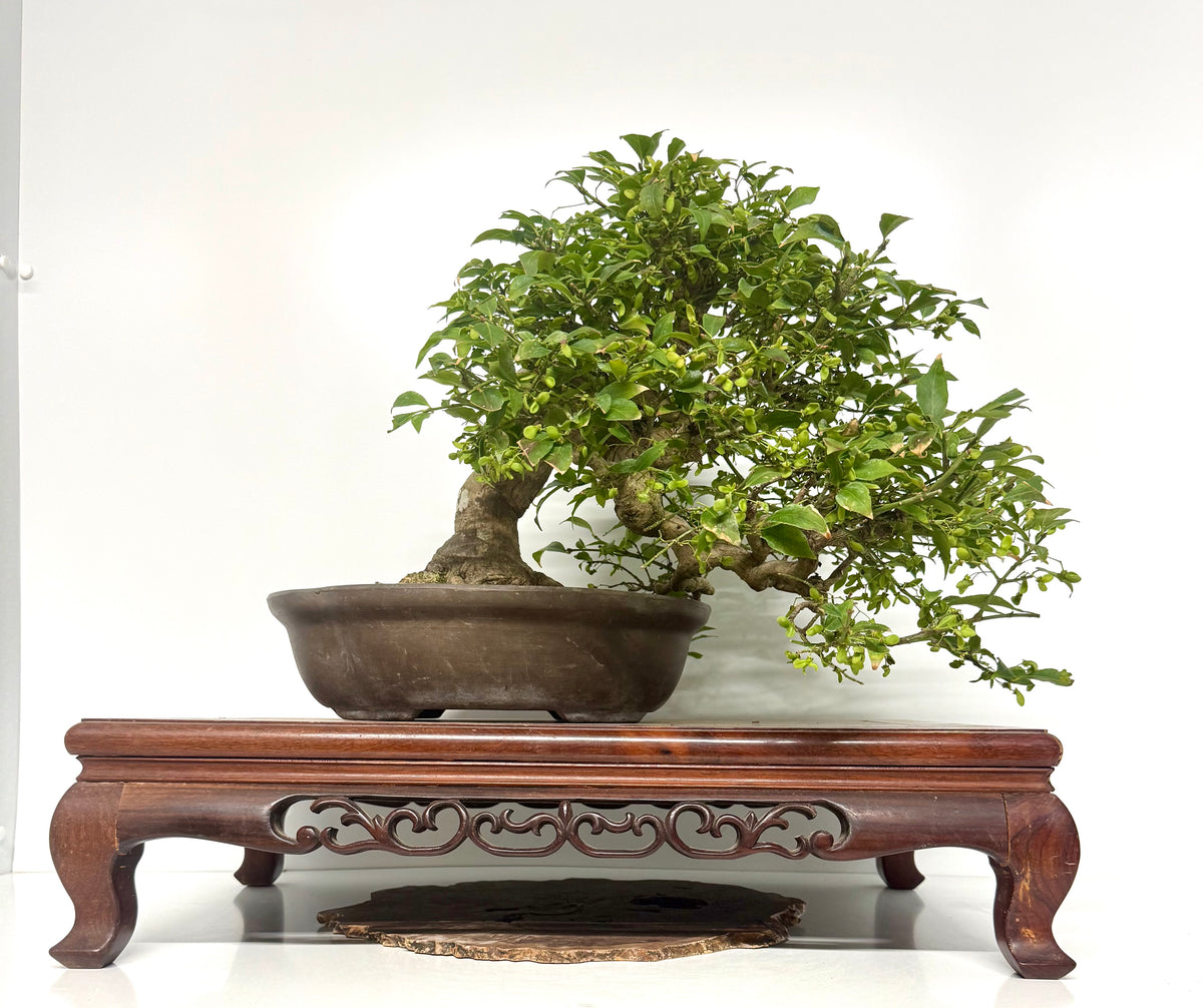 Euonymus Alatus Bonsai Tree - Unglazed Chinese Pot - 42cm