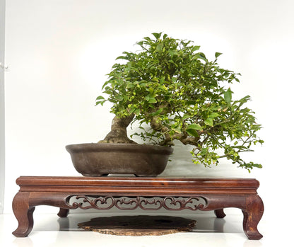 Euonymus Alatus Bonsai Tree - Unglazed Chinese Pot - 42cm