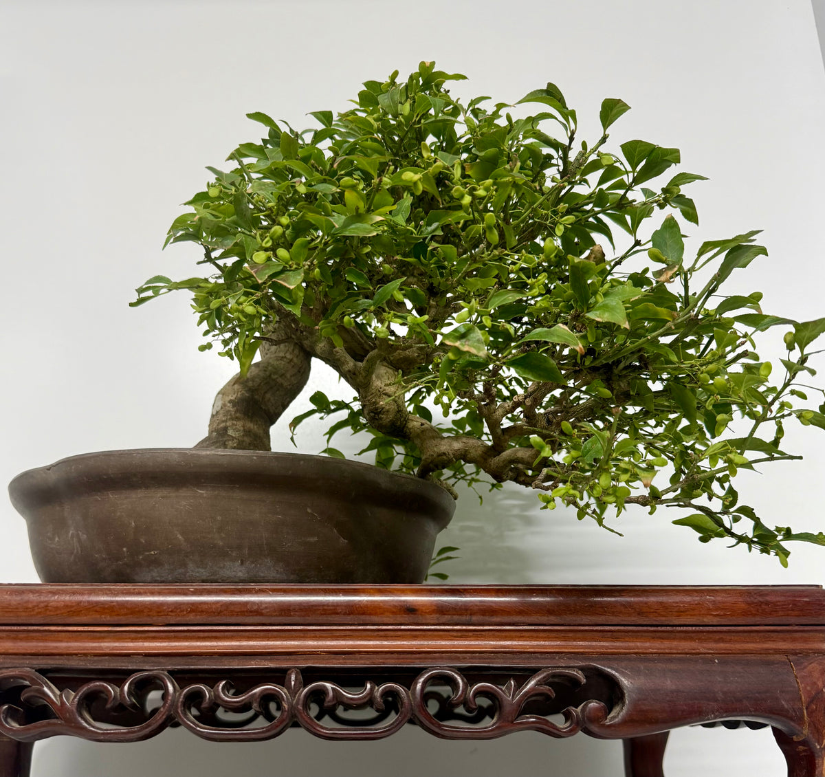 Euonymus Alatus Bonsai Tree - Unglazed Chinese Pot - 42cm