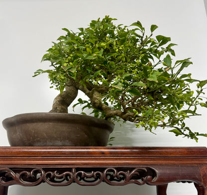 Euonymus Alatus Bonsai Tree - Unglazed Chinese Pot - 42cm