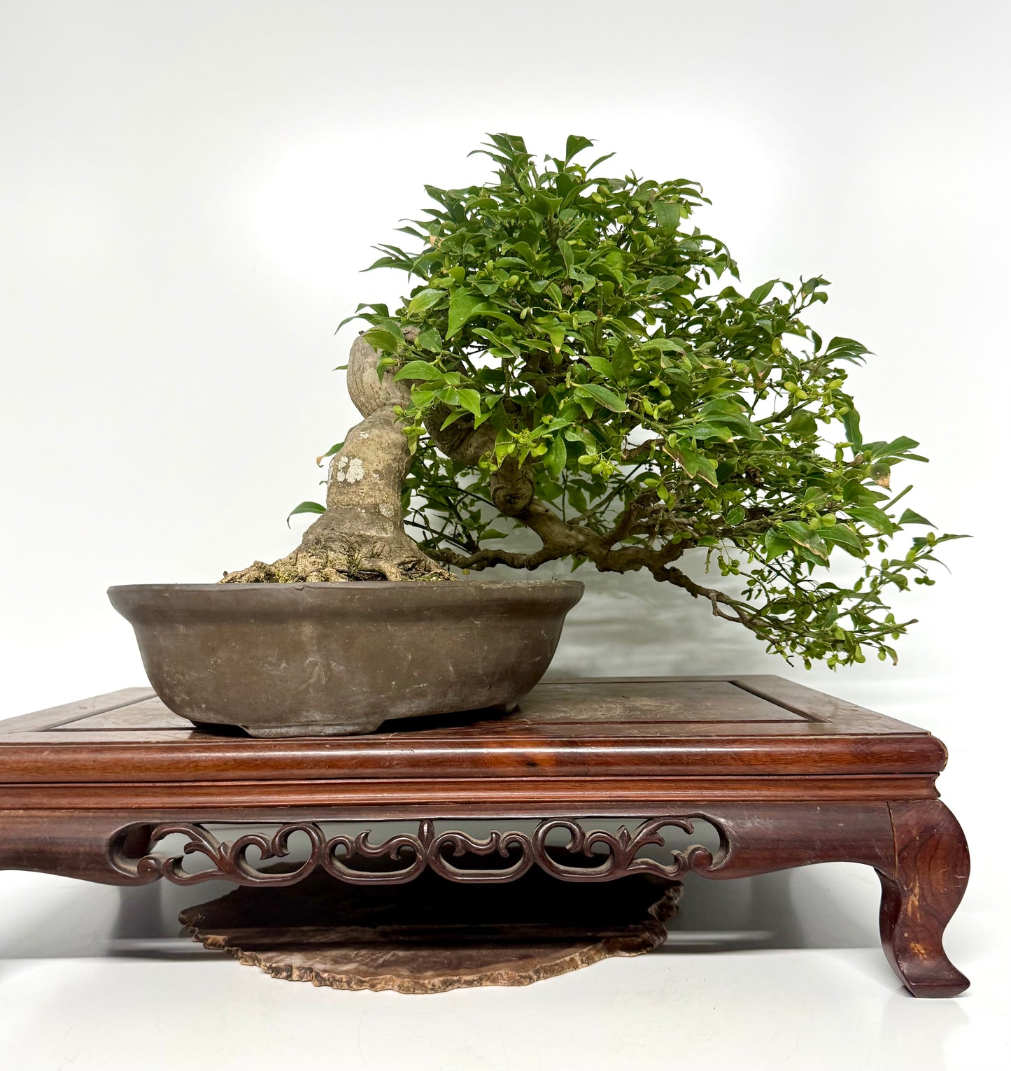 Euonymus Alatus Bonsai Tree - Unglazed Chinese Pot - 42cm