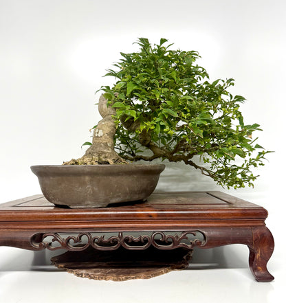 Euonymus Alatus Bonsai Tree - Unglazed Chinese Pot - 42cm