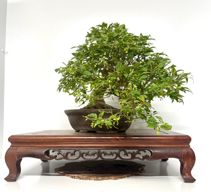 Euonymus Alatus Bonsai Tree - Unglazed Chinese Pot - 42cm