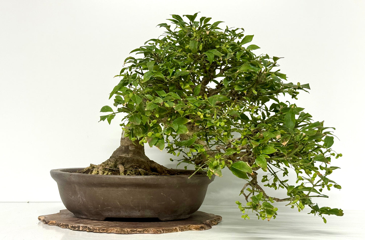 Euonymus Alatus Bonsai Tree - Unglazed Chinese Pot - 42cm
