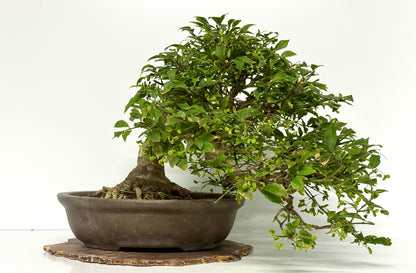 Euonymus Alatus Bonsai Tree - Unglazed Chinese Pot - 42cm