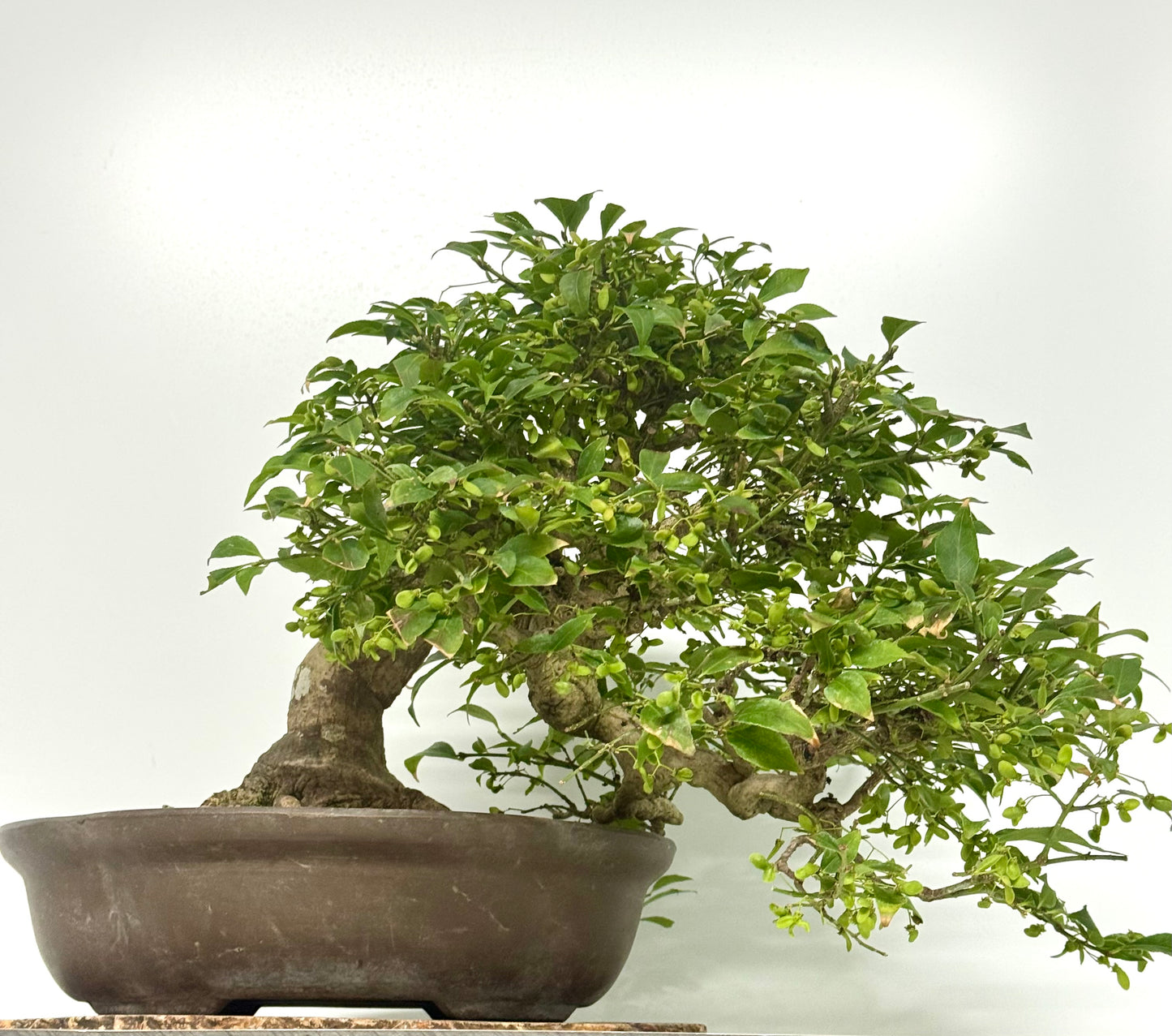 Euonymus Alatus Bonsai Tree - Unglazed Chinese Pot - 42cm