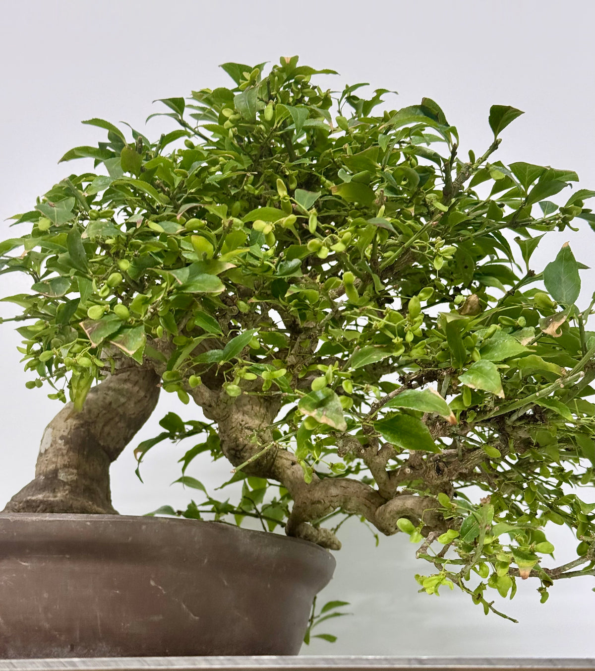 Euonymus Alatus Bonsai Tree - Unglazed Chinese Pot - 42cm
