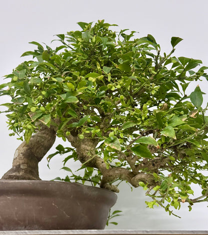 Euonymus Alatus Bonsai Tree - Unglazed Chinese Pot - 42cm