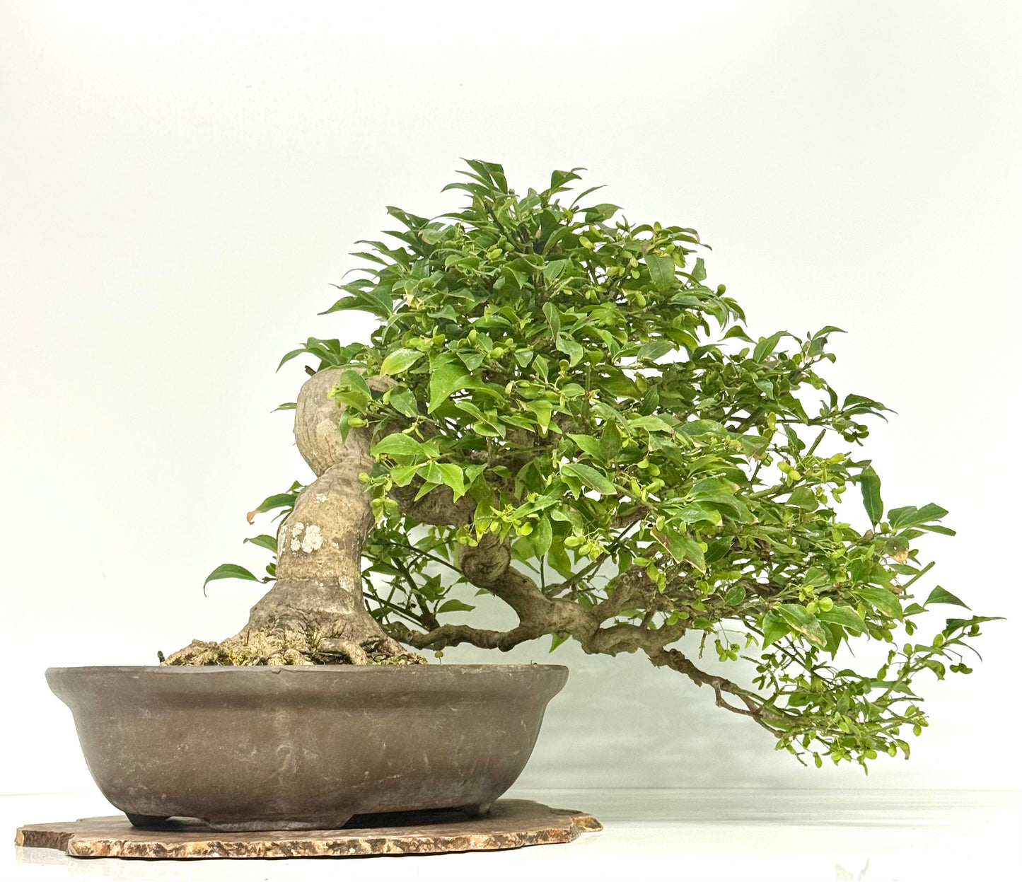 Euonymus Alatus Bonsai Tree - Unglazed Chinese Pot - 42cm