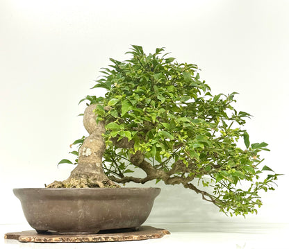 Euonymus Alatus Bonsai Tree - Unglazed Chinese Pot - 42cm